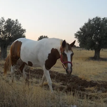 Masseria Cielogreco Feriegård